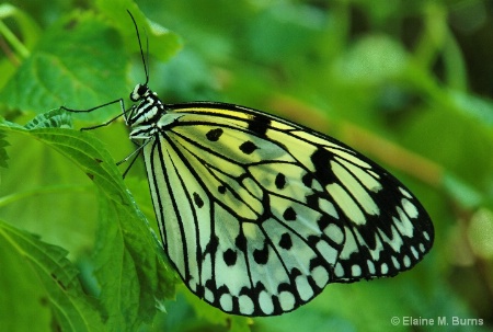 Paper Kite Butterfly