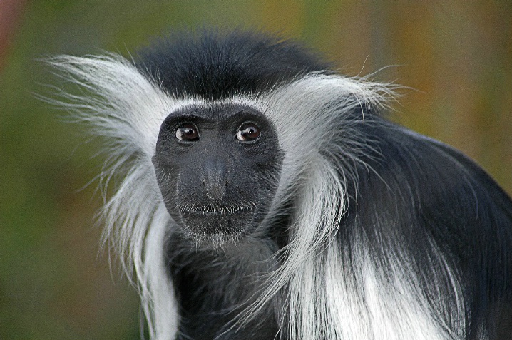 Black-and-White Colobus