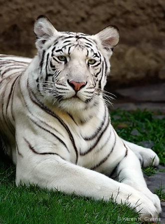 White Tiger