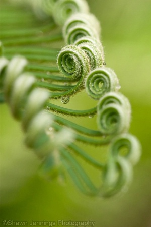 - Green Curlies -