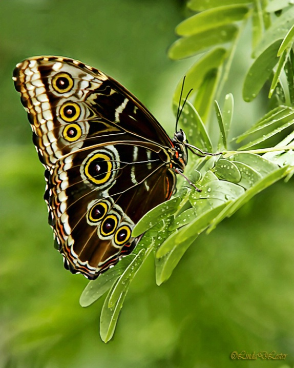 Butterfly in the Greens