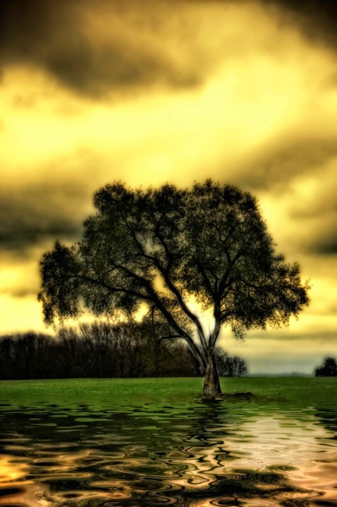 Mourning Tree 2