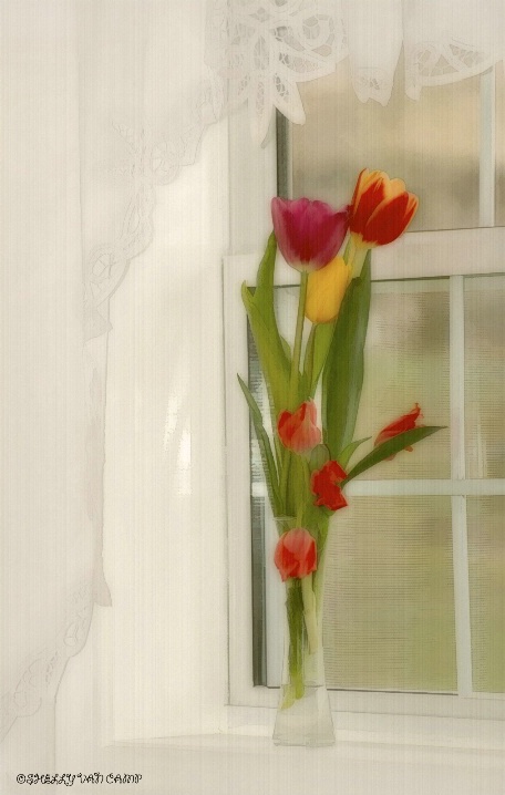 ~Tulips~