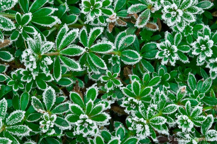 Frosted weeds