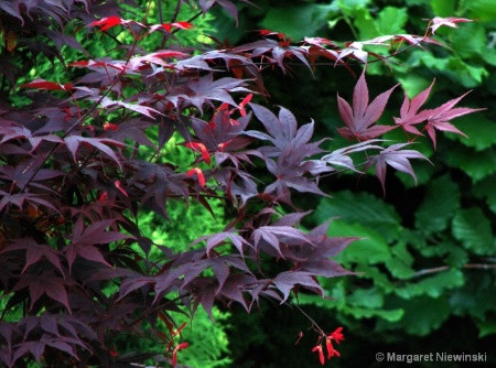 Japanese Maple 