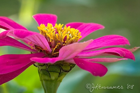 My  Zinnias are Blooming!