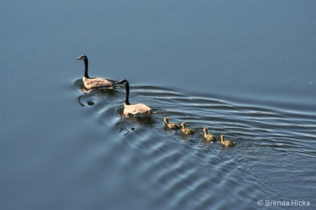 Canada Geese Family