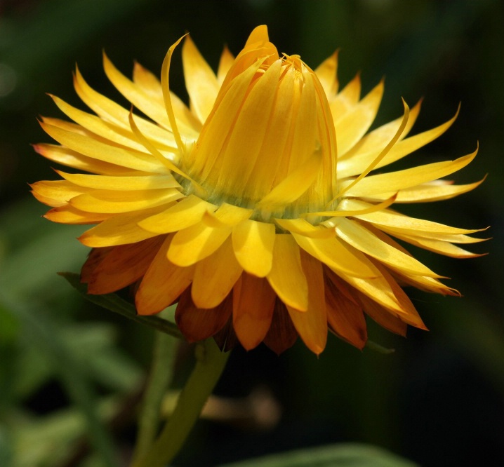 Straw flower