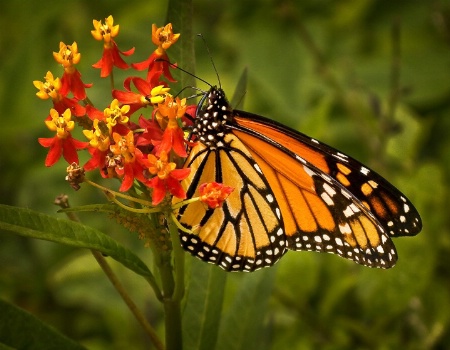 Orange on Orange