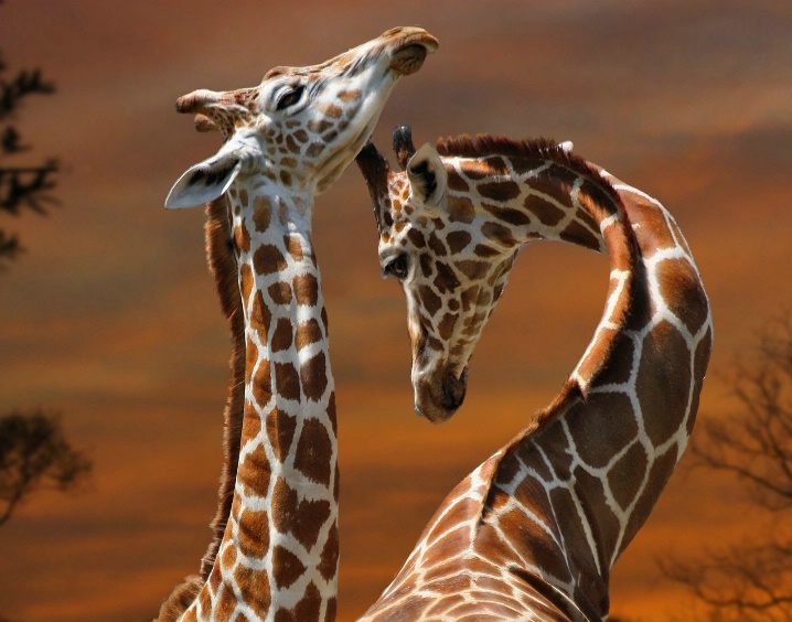 Giraffes