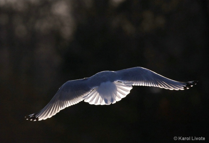 Glowing Wings