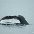 © Virginia L. Hughes PhotoID # 6521125: Humpback Whale