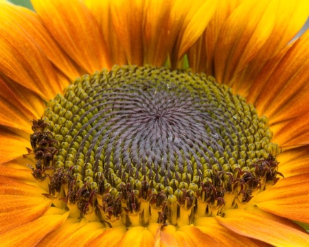 Sunflower II