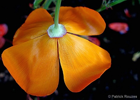 California Poppy