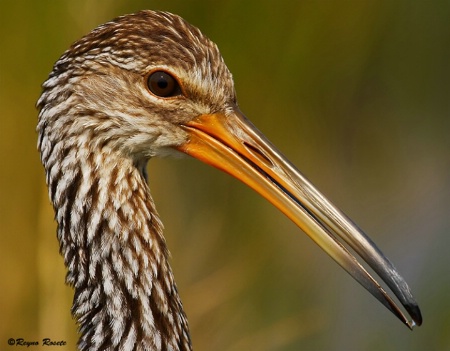 Portrait of a Limpkin