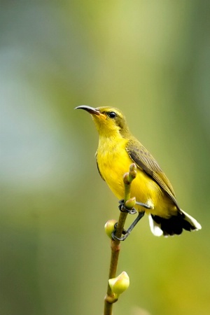 Olive-backed Sunbird, Cinnyris Jugularis