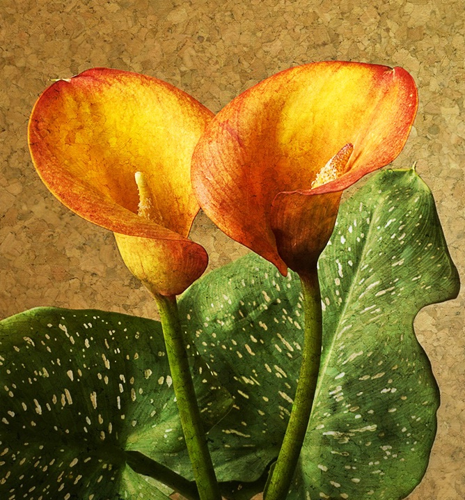 Calla Duet