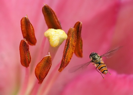 Syrphidae