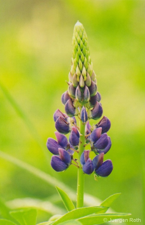 FP-001: Lupine - ID: 6554472 © Juergen Roth