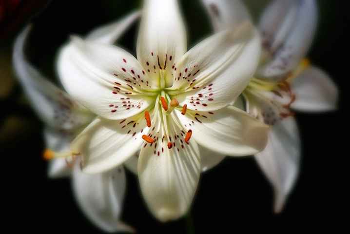 White Lilies