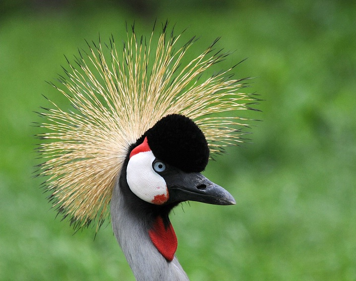 Crowned Crane