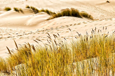 Oregon sand dunes