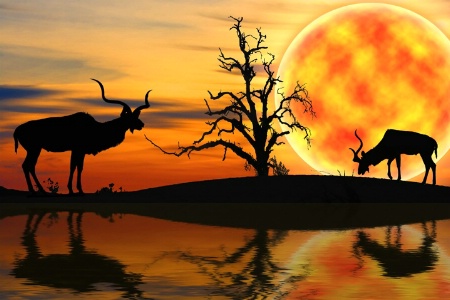 Kudu Dreams