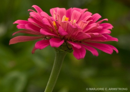 PORTRAIT-PEONY