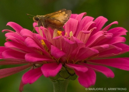 PEONY CLOSE-UP