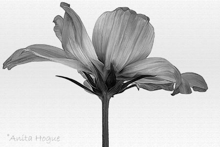 Cosmos in B&W