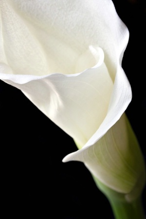 Calla Lily