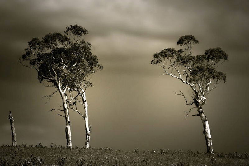 Eucalypts before the storm