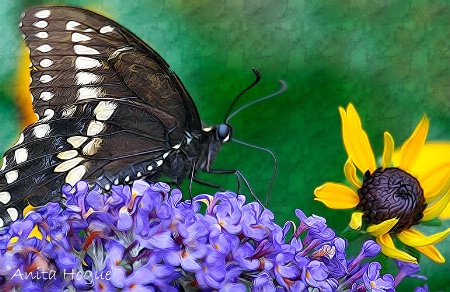 Butterfly Treats