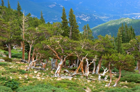 Bristlecone Pines