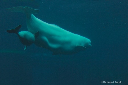 Baby Beluga & Mother
