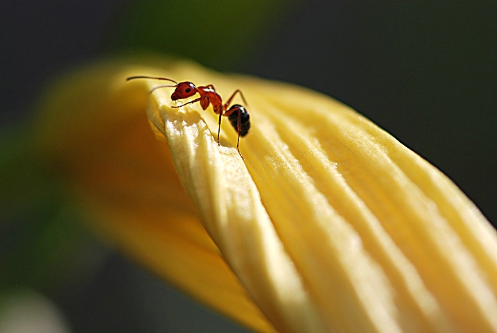 Ant on a flower