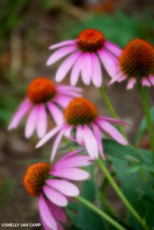 ~Family of Flowers~