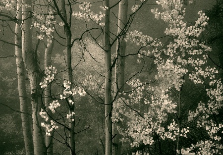 Foggy Aspens--Sepia