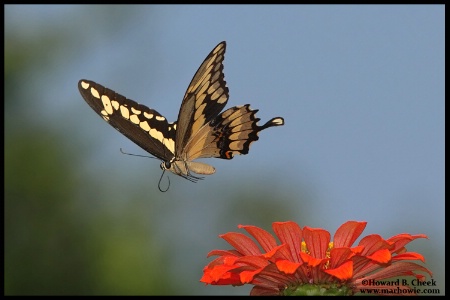 Graceful Flyer