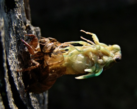 Locust Emerging