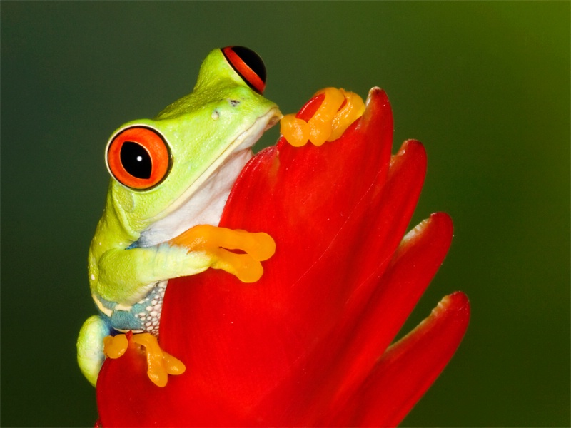 Red-eyed Tree Frog (Agalychnis Callidryas)