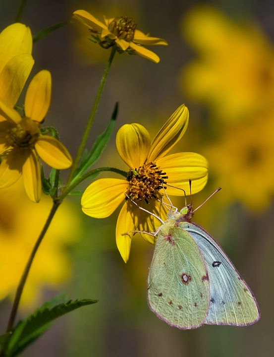 Clouded Yellow