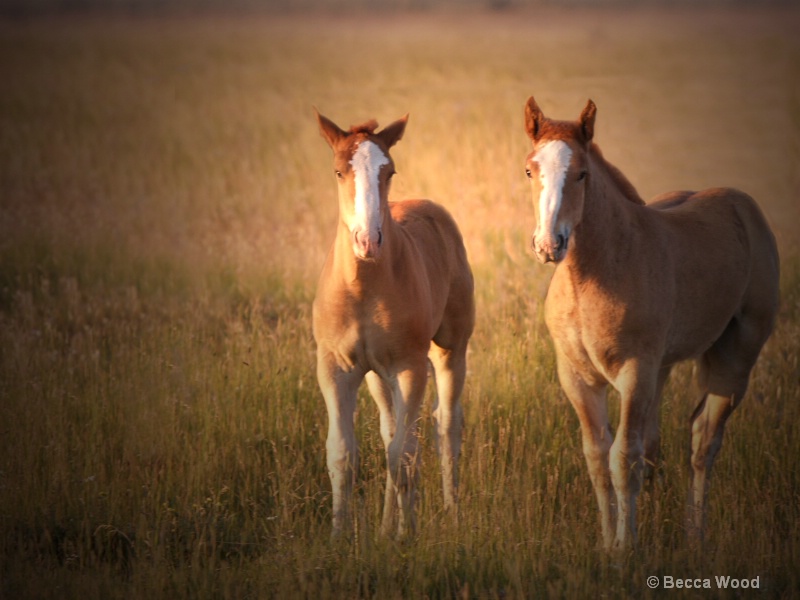 Draft Horse Colts - Clone tool used to remove othe