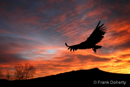 Condor Over the Massanutten