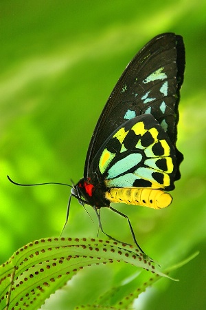 Ornithoptera priamus  