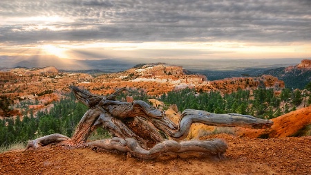 Early morning Bryce