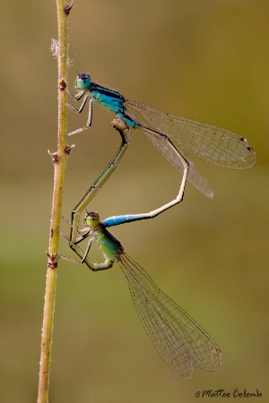 Mating Damselflies II