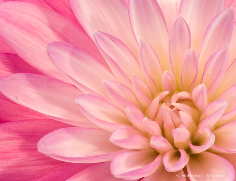 Dahlia Beauty