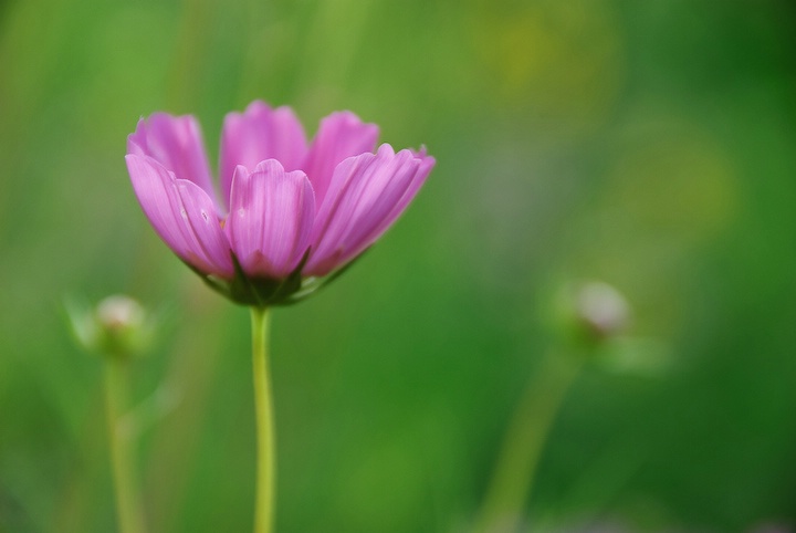 The Last Bloom