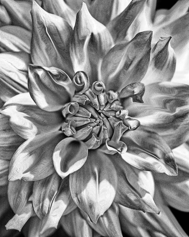 028dahlia - ID: 6950528 © Earl H. English